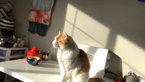 Cat sitting sunlight Stock Footage 126423196