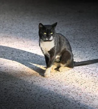Cat sitting in sunlight with shadow macro stock photo Photos