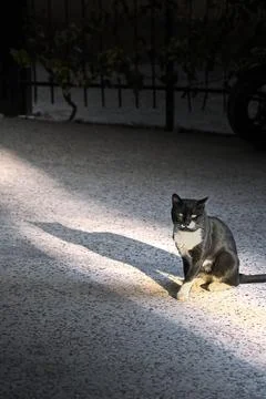 Cat sitting in sunlight with shadow macro stock photo 库存照片