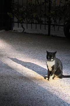 Cat sitting in sunlight with shadow macro stock photo Photos