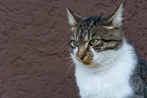 Cat sitting on a surface with brown background in a quiet setting Stock Photos