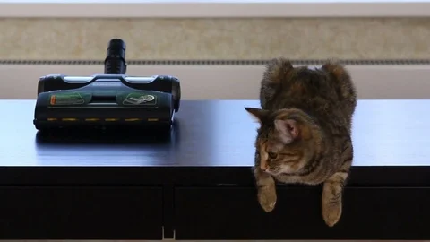 Cat is sitting on the tabble Vidéo 69908857