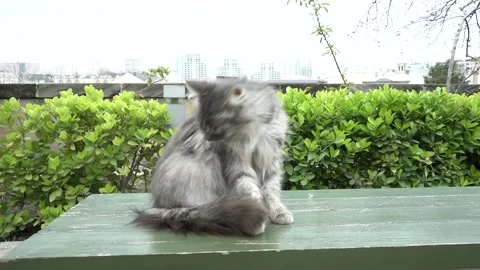 A cat sitting on the table and licking its furry body Stock Footage 242504997