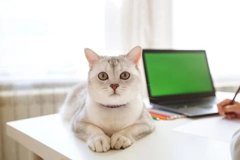 The cat is sitting on the table and looking at the camera Stock Photos