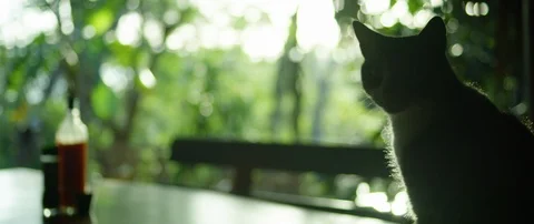 Cat sitting on the table and yawning against green trees Stock Footage 111962611