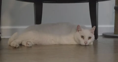 A cat sitting on a table Stock Footage 155356028
