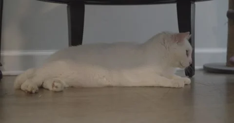 A cat sitting on a table Stock Footage 155356135