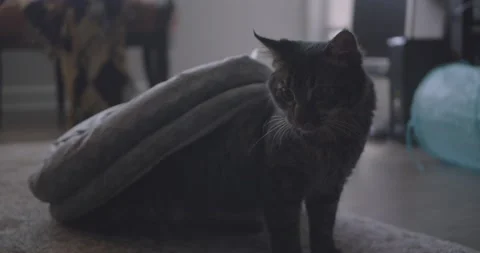A cat sitting on a table Stock Footage 155356158