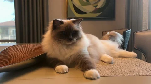 A cat sitting on a table Video stock 155393547