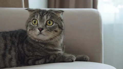 The cat is sitting on the table Video stock 195074067