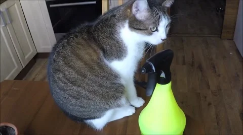 Cat sitting on a table with kitchen Stock Footage 45980743