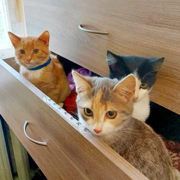 A cat sitting on a table Foto stock