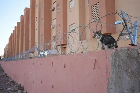 Cat sitting on a tall secure wired wall looking Stock Photos