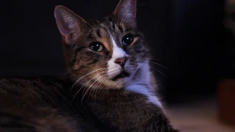 Cat Sitting With Television Off Camera #2 Stock Footage 92392135