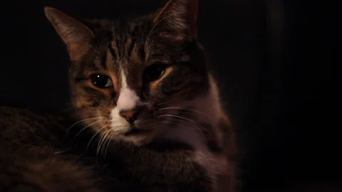 Cat Sitting With Television Off Camera Stock Footage 92391559