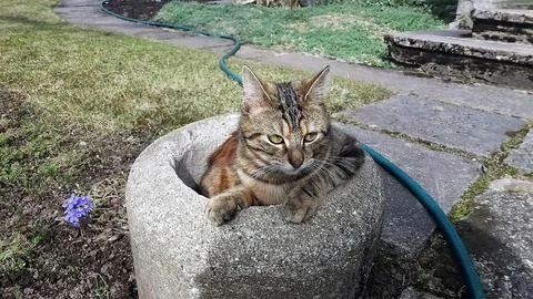 The cat is sitting on the throne Foto stock