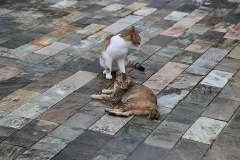 A cat sitting on top of another, lying down in front of it is another cat o.. Stock Photos