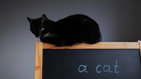 Cat sitting on top of a blackboard with writing in a room Stock Footage 345526601