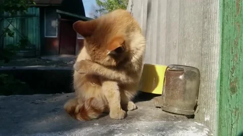 A cat sitting on top of a building Stock Footage 130504779