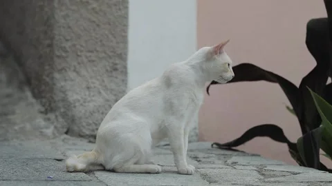 A cat sitting on top of a building Stock Footage 155398863