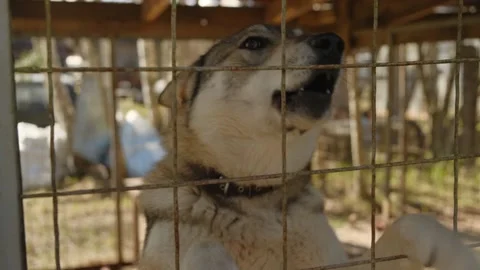 A cat sitting on top of a cage Video stock 131960404