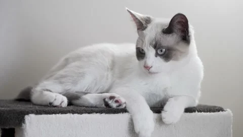 Cat sitting on top of Cat Tower Video stock 147061065