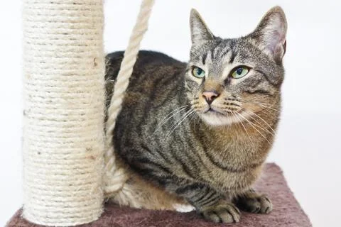 Cat sitting on the top of the scratching post platform Stock Photos
