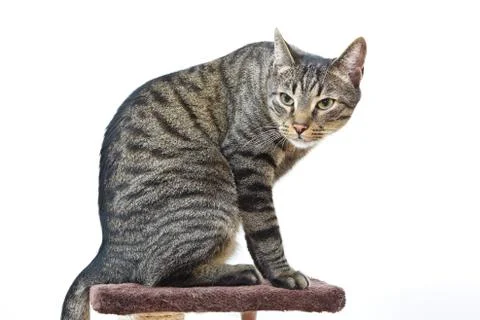 Cat sitting on the top of the scratching post platform Stock Photos