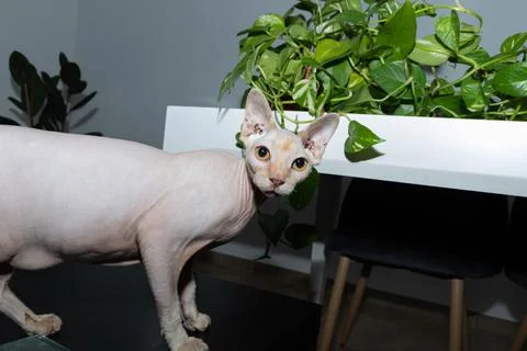 A cat sitting on top of a table Stock Photos