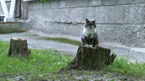 A cat sitting on top of a tree stump in the grass Stock Footage 329686767