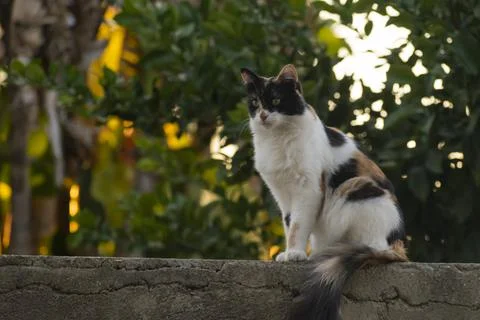 Cat sitting on top of wall Stock Photos