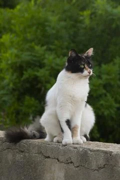 Cat sitting on top of wall Stock Photos