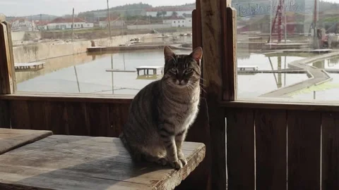 A cat sitting on top of a wooden table Stock Footage 155355835