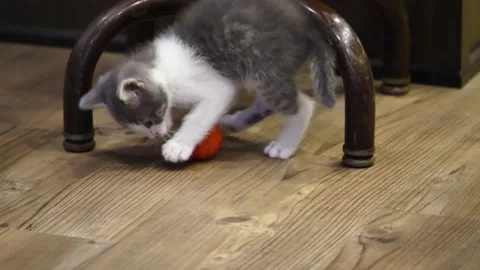 A cat sitting on top of a wooden table Stock Footage 155394031
