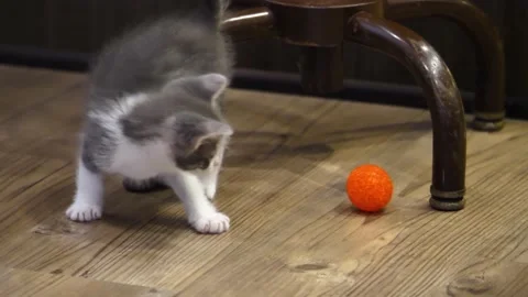 A cat sitting on top of a wooden table Stock Footage 155395451