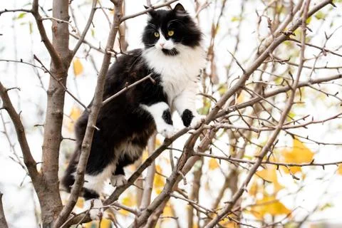 Cat sitting in a tree between branches Stock Photos