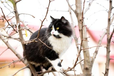 Cat sitting in a tree between branches Stock-Fotos