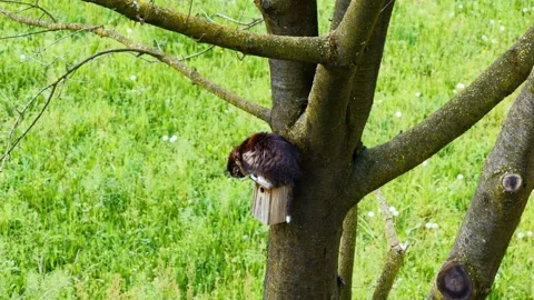 Cat Sitting in a Tree on the Bird House and Bird's Nest and Hunting in a Sunny Stock Footage 334012160