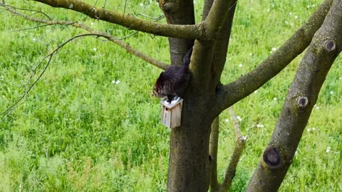 Cat Sitting in a Tree on the Bird House and Bird's Nest and Hunting in a Sunny Stock Footage 337855532