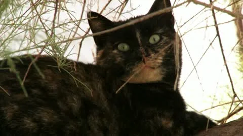 Cat sitting on tree branch. Stock Footage 20508542