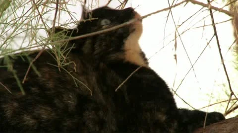 Cat sitting on tree branch. Stock Footage 20508624
