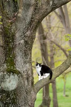 Cat sitting on a tree branch Stock Photos