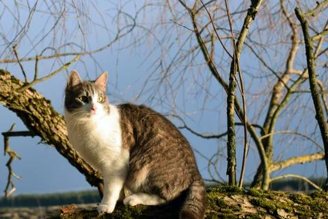 Cat sitting on a tree branch Stock Photos