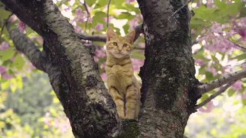 Cat sitting in tree. The cat in the sakura tree Vídeos de archivo 241936729