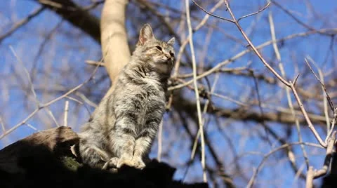 Cat sitting on a tree Stock Footage 21932605