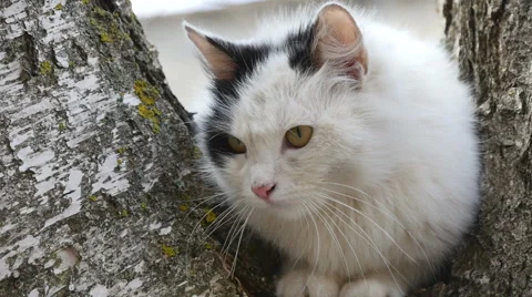 Cat Sitting in a tree. Video stock 48923297
