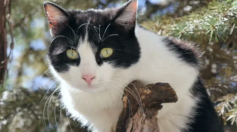 Cat Sitting in a tree. Stock Footage 49043424