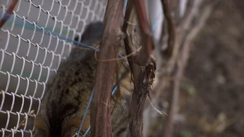 A Cat sitting on a tree Stock Footage 73766242