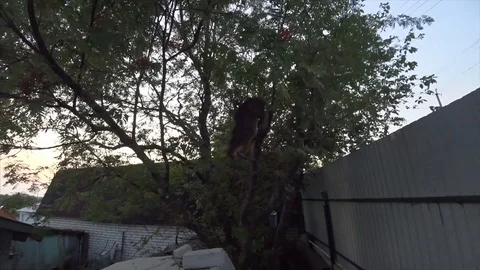 A cat sitting on a tree. Jumps from the tree. Stock Footage 95420638