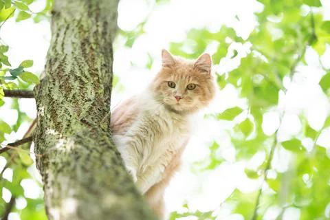 Cat sitting on tree looking down Stock Photos